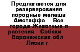 Предлагаются для резервирования породные малаши Амстаффа  - Все города Животные и растения » Собаки   . Воронежская обл.,Лиски г.